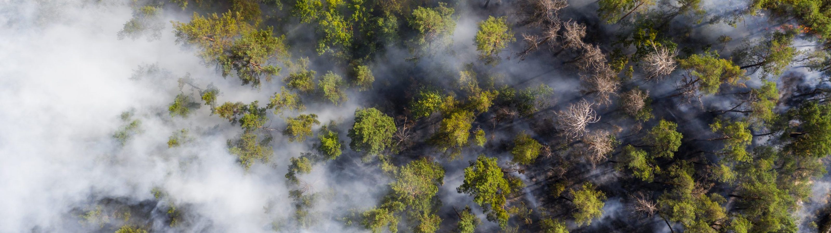 Aerial view of wildfire in forest. Burning forest and huge clouds of smoke